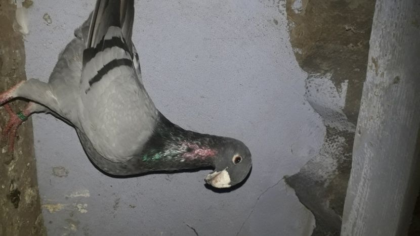 M - voiajori germani