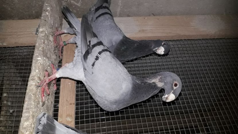 P - voiajori germani