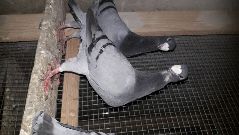 P - voiajori germani