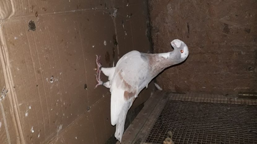 M - voiajori germani