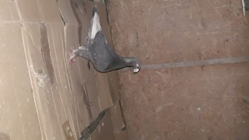 F - voiajori germani