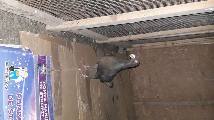 F - voiajori germani