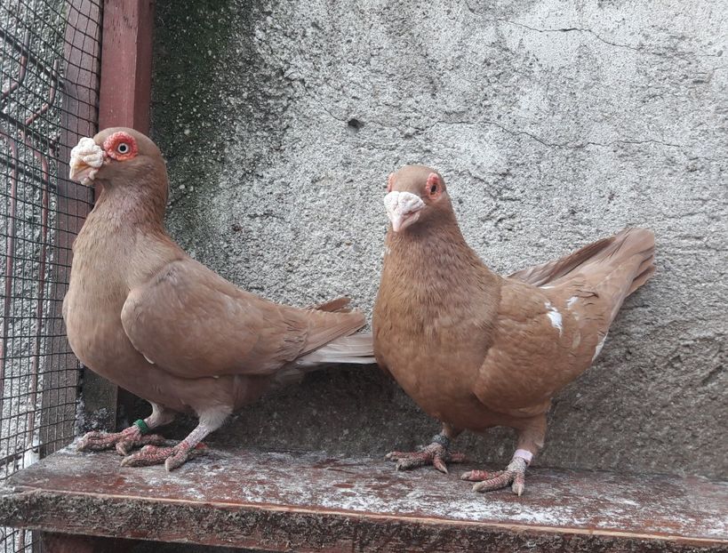 M + F - Carunculați 2021