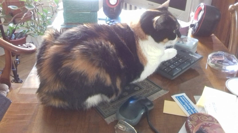 Shani la computer - Animalutze