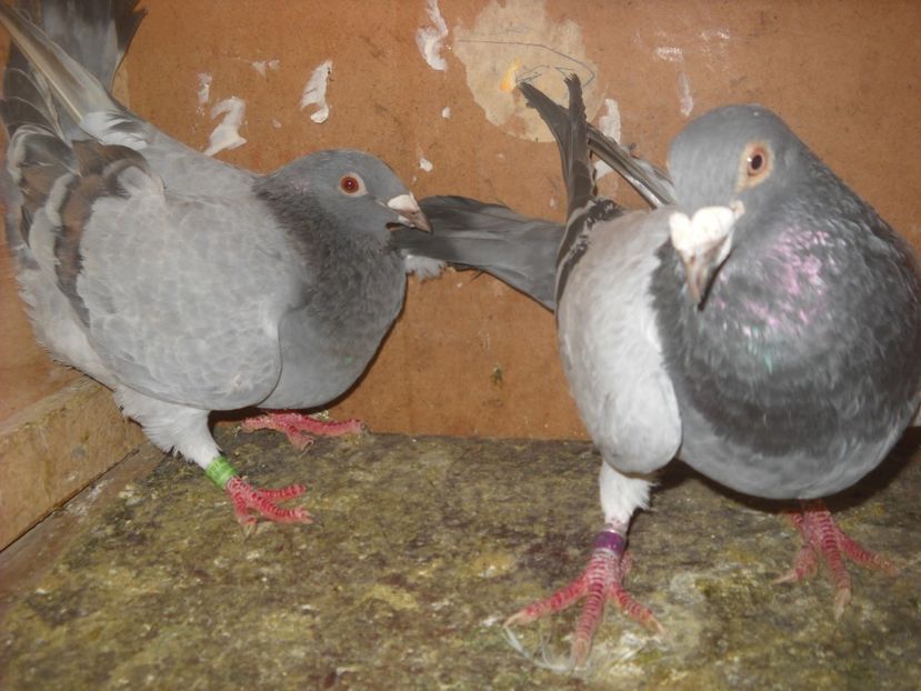  - PORUMBEI VANDUTI 2