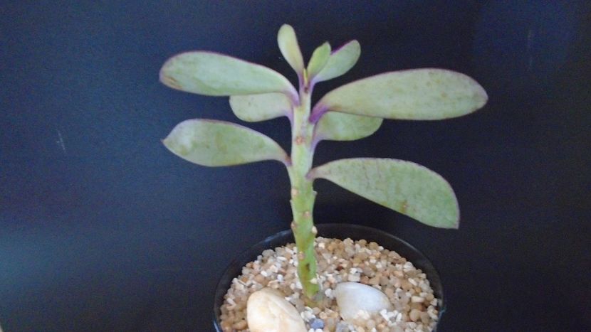 Senecio crassissimus - Suculente 2020