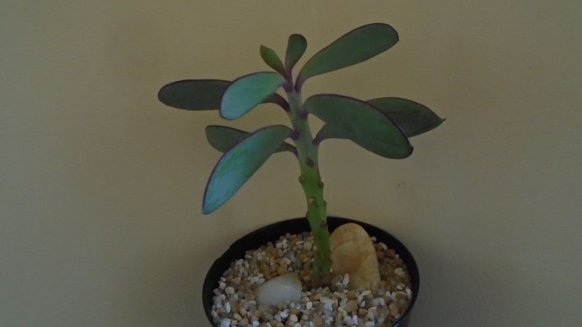 Senecio crassissimus - Suculente 2020