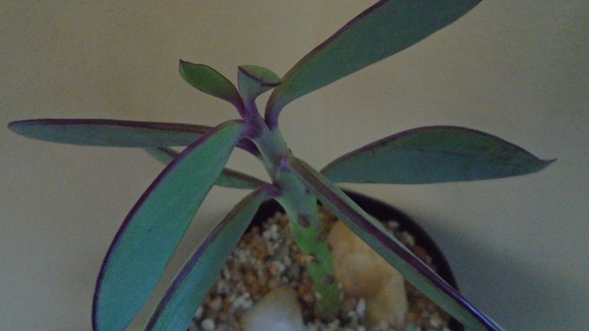 Senecio crassissimus - Suculente 2020