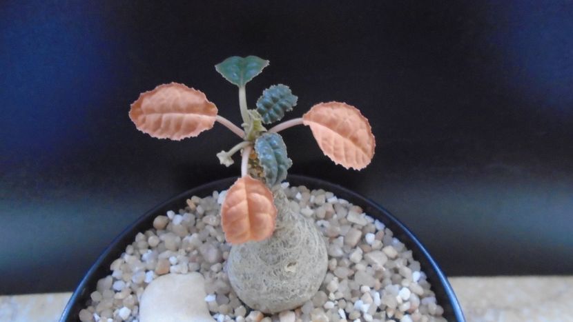 Dorstenia foetida - Caudiciforme - pachycaule si bulboase 2020 bis