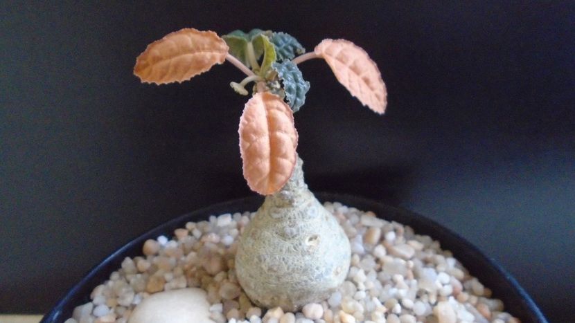Dorstenia foetida - Caudiciforme - pachycaule si bulboase 2020 bis