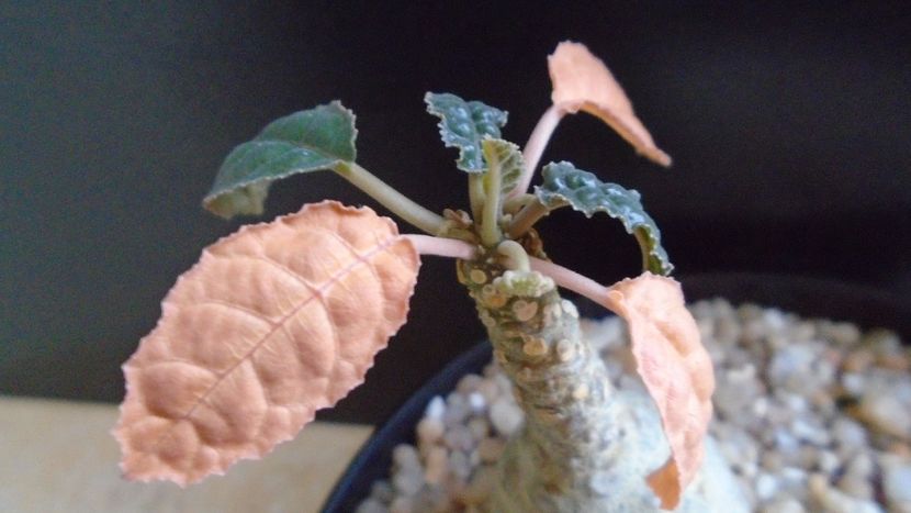 Dorstenia foetida - Caudiciforme - pachycaule si bulboase 2020 bis