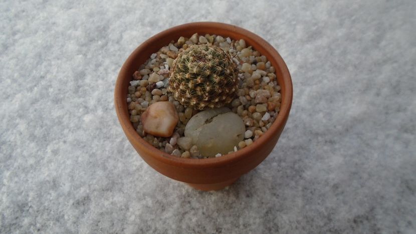 Pediocactus knowltonii pe zapada - Cactusi 2020 final de an