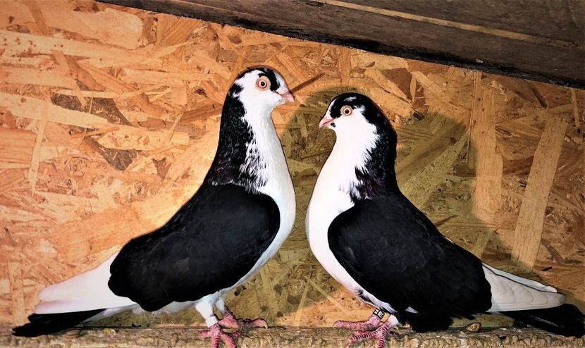 perechea  21 - B - perechi 2021