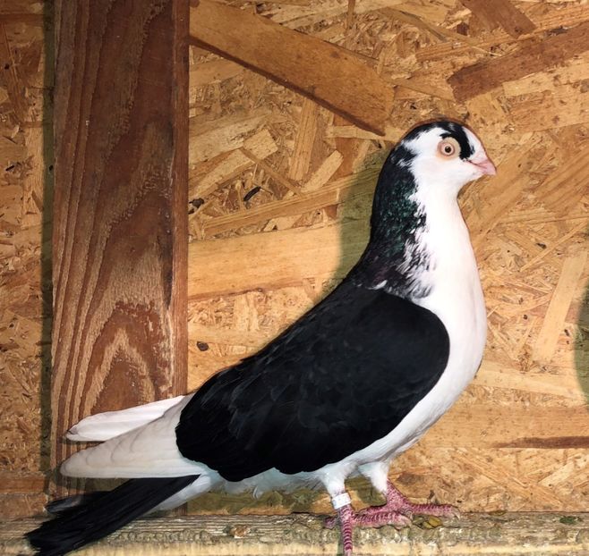 5262  mascul  2015 - B - perechi 2022