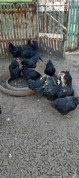  - Australorp