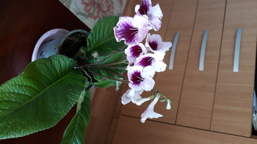  - STREPTOCARPUS