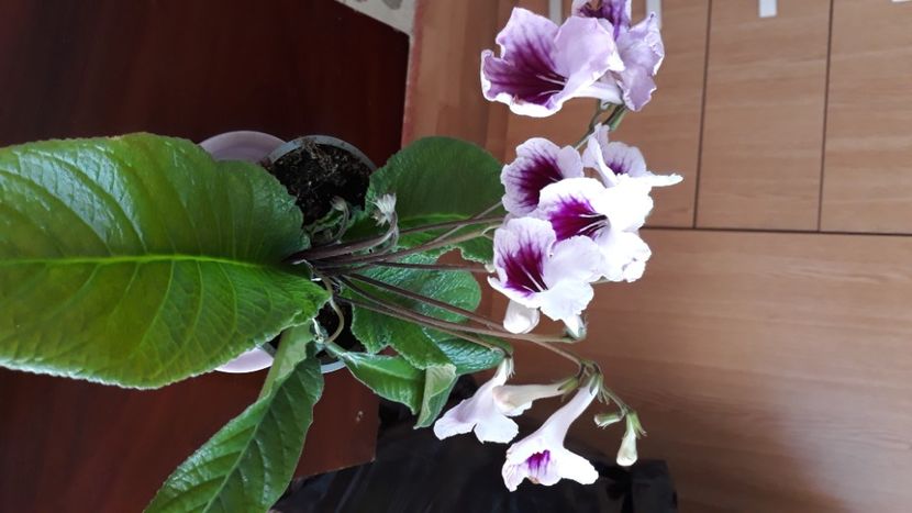  - STREPTOCARPUS