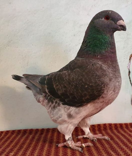 Femela 2020 - Perechi matca 2021