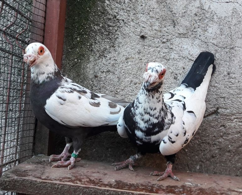 F2019 + M2020 - Carunculați 2021