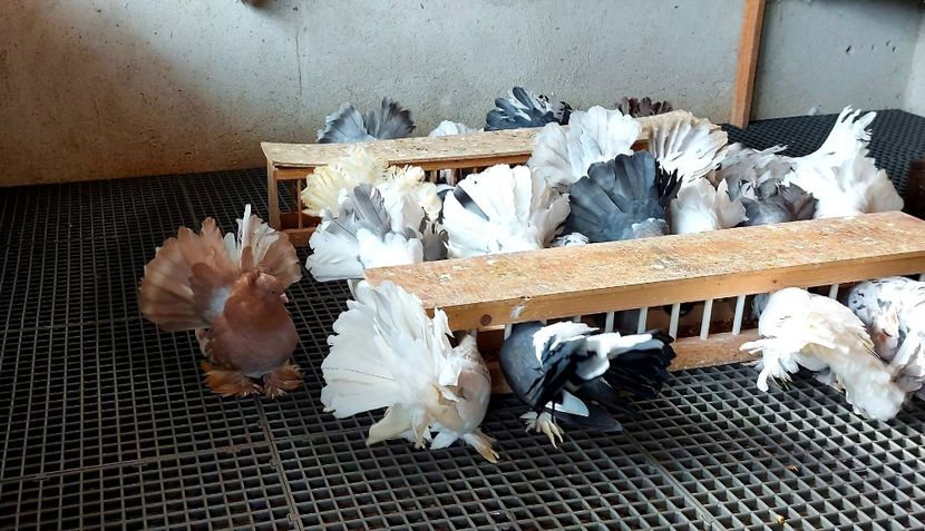  - Voltati indieni matca 2021