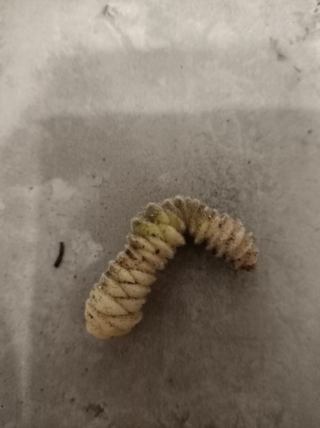 'doar' atât a putut face ❤️❤️❤️ - Gloximannia She s dancing