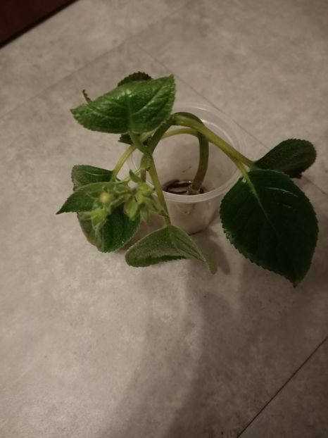 Am tăiat-o și am pus-o în apă - Gloximannia She s dancing