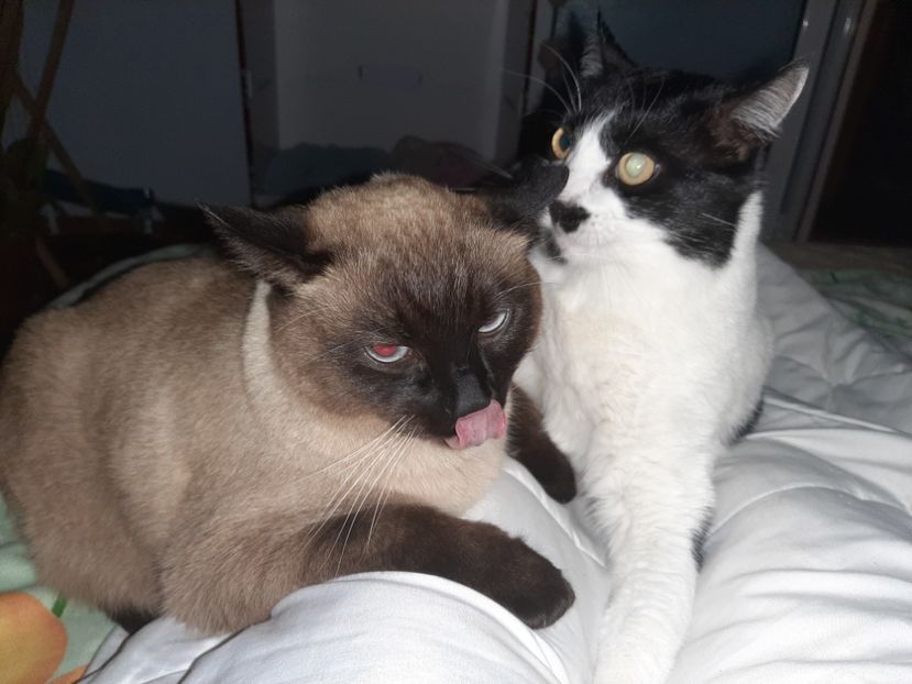  - Pisicii mei în februarie 2021