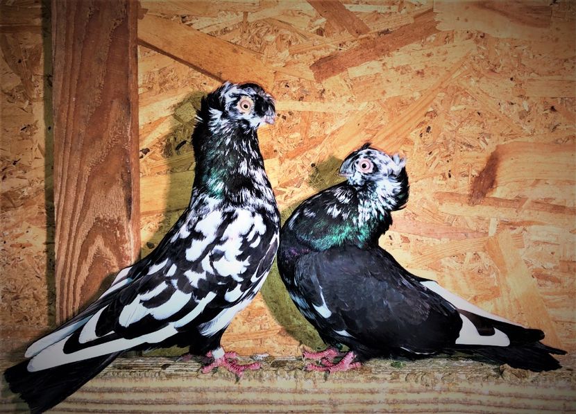 perechea  3 - A - perechi 2021