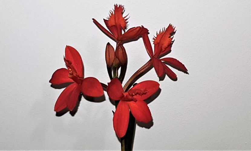Martie 2020 - Epidendrum