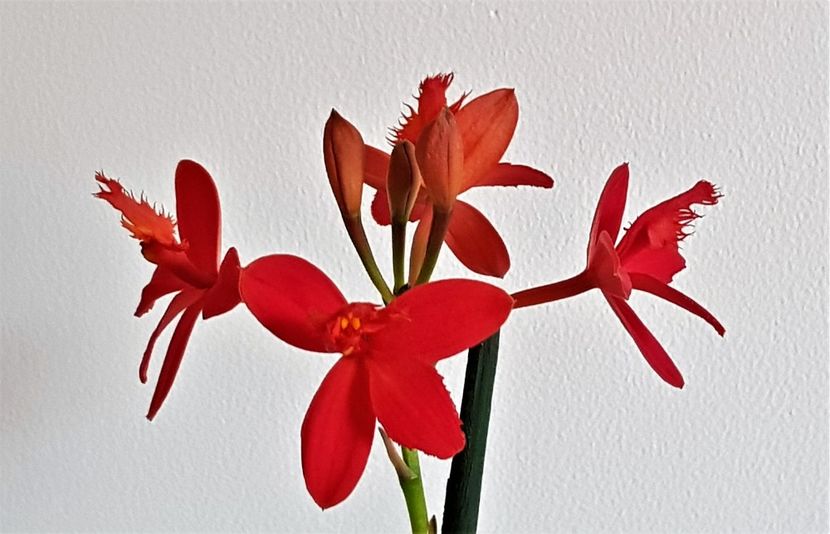  - Epidendrum