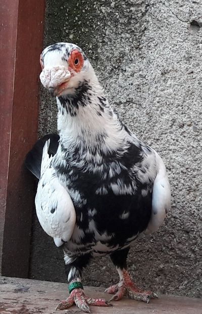 F 2019 - Carunculați 2021