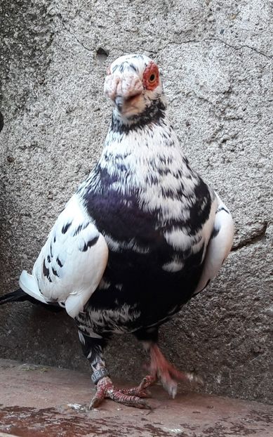 M 2020 - Carunculați 2021