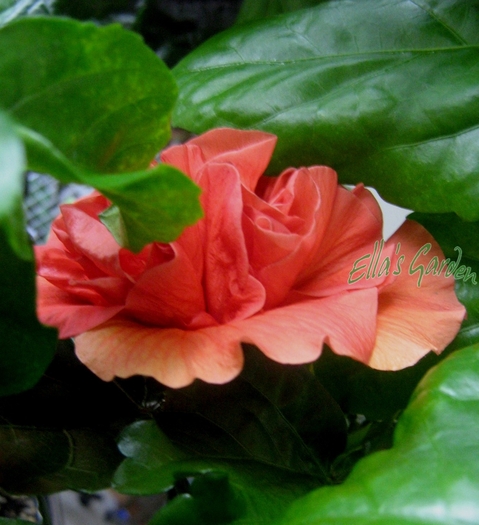  - Hibiscus Fabiola