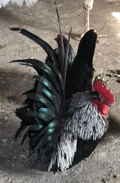 05E1F66D-BFE0-445F-B442-6200EFD7C33F - Sebright-auriu și Serama