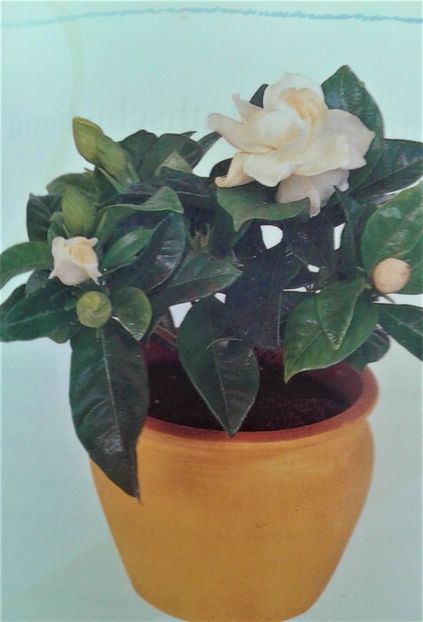  - FREZIA SI ALTE PLANTE DE APARTAMENT
