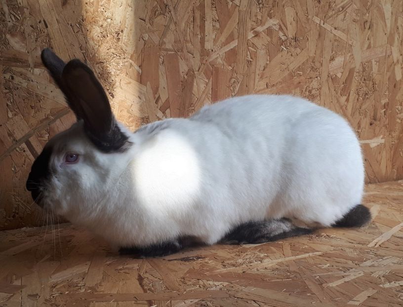 Femela 12 luni - DE VANZARE -2023