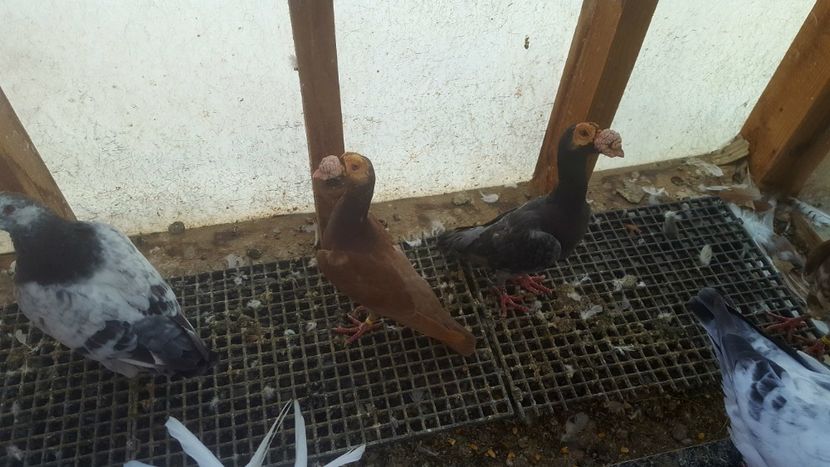  - Porumbeii și mica mea voliera