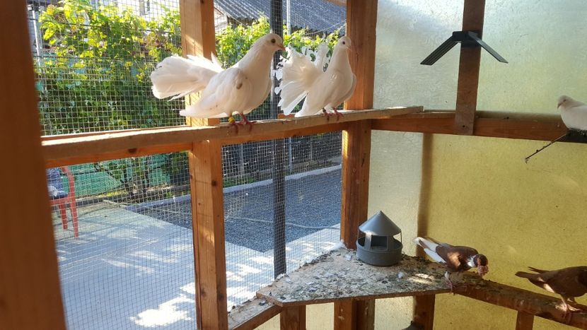 - Porumbeii și mica mea voliera