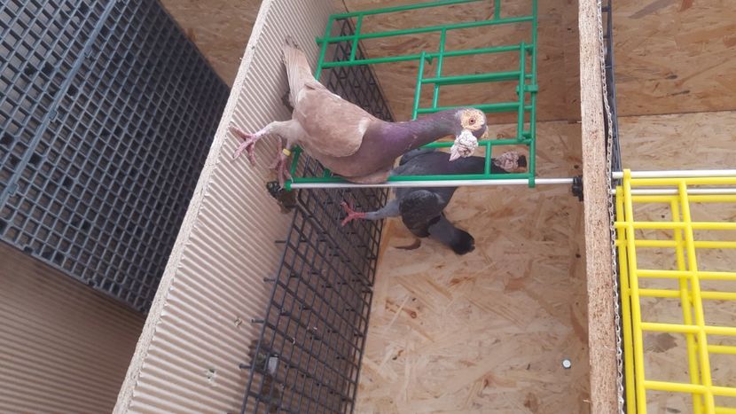  - Porumbeii și mica mea voliera