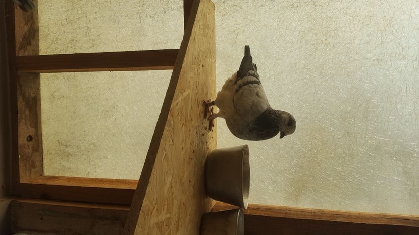  - Porumbeii și mica mea voliera