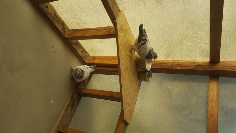  - Porumbeii și mica mea voliera