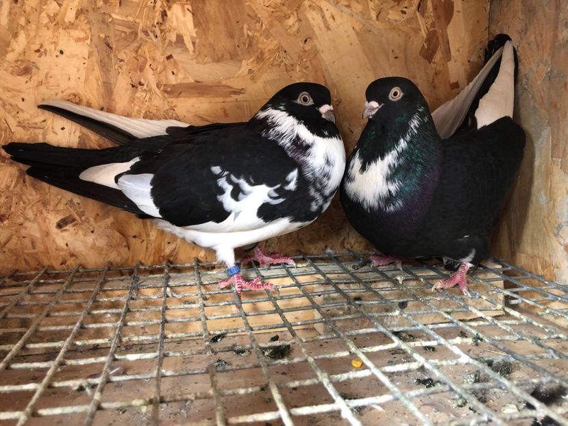 5 - 4-Perechi pana simpla 2021