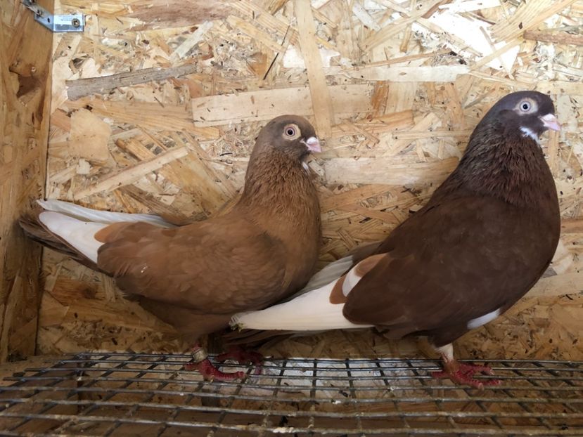  - 4-Perechi pana simpla 2021