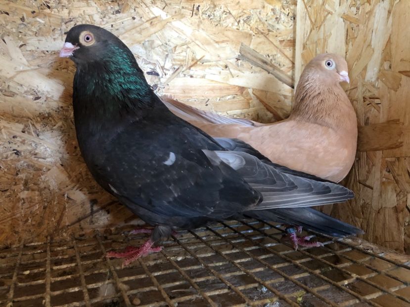 7 - 4-Perechi pana simpla 2021