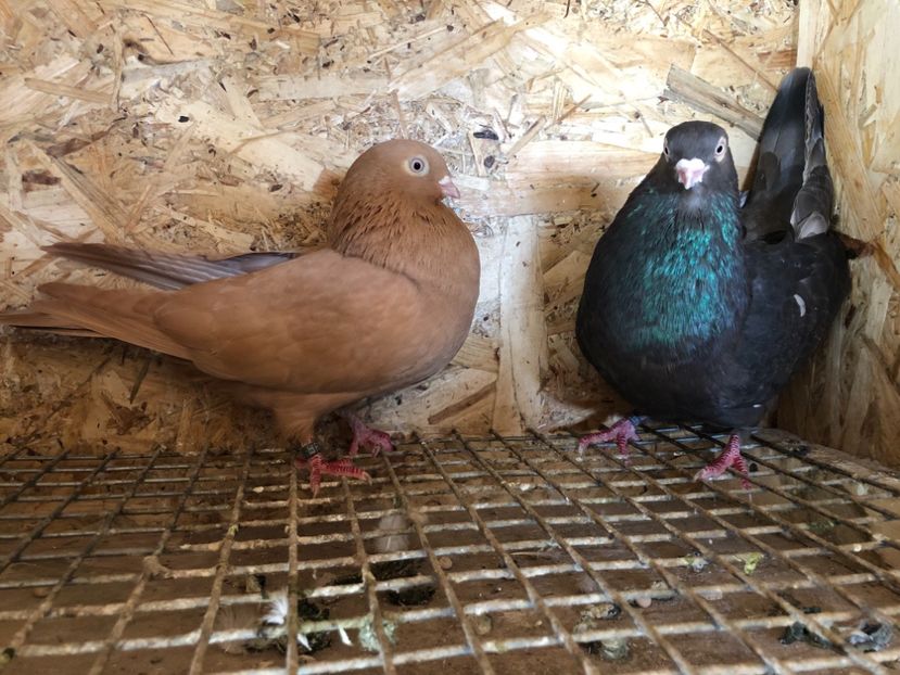  - 4-Perechi pana simpla 2021