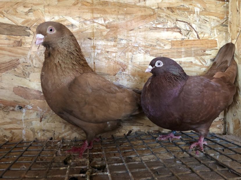  - 4-Perechi pana simpla 2021