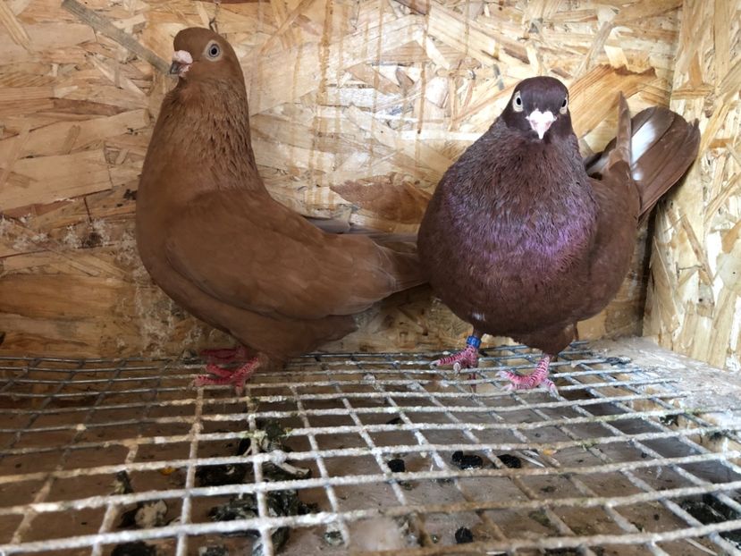  - 4-Perechi pana simpla 2021