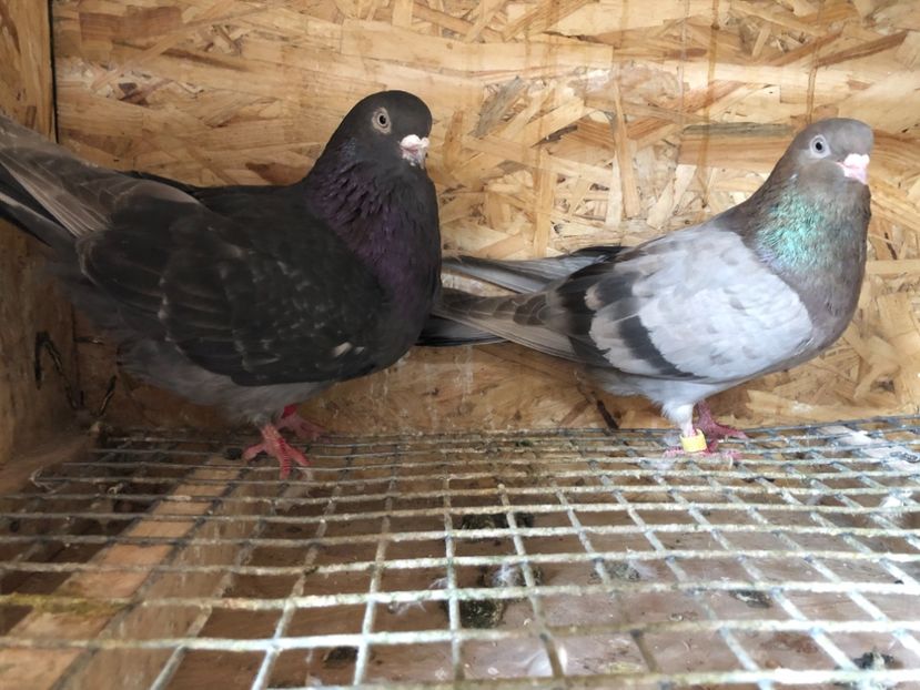 10 - 4-Perechi pana simpla 2021