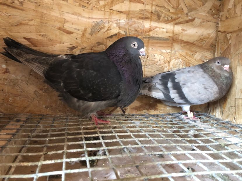  - 4-Perechi pana simpla 2021