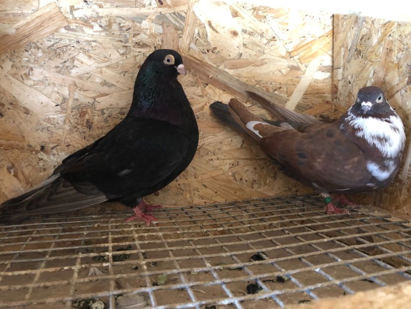 11 - 4-Perechi pana simpla 2021